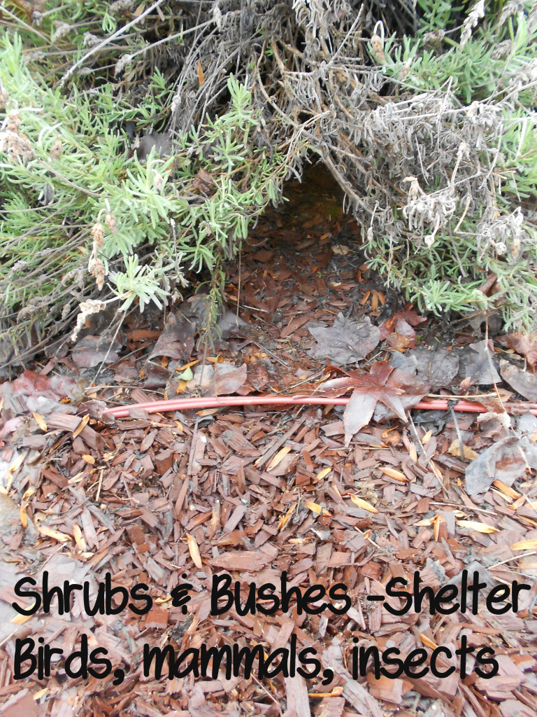 Shrubs shelter for birds mammals and insects @HBNatureStudy