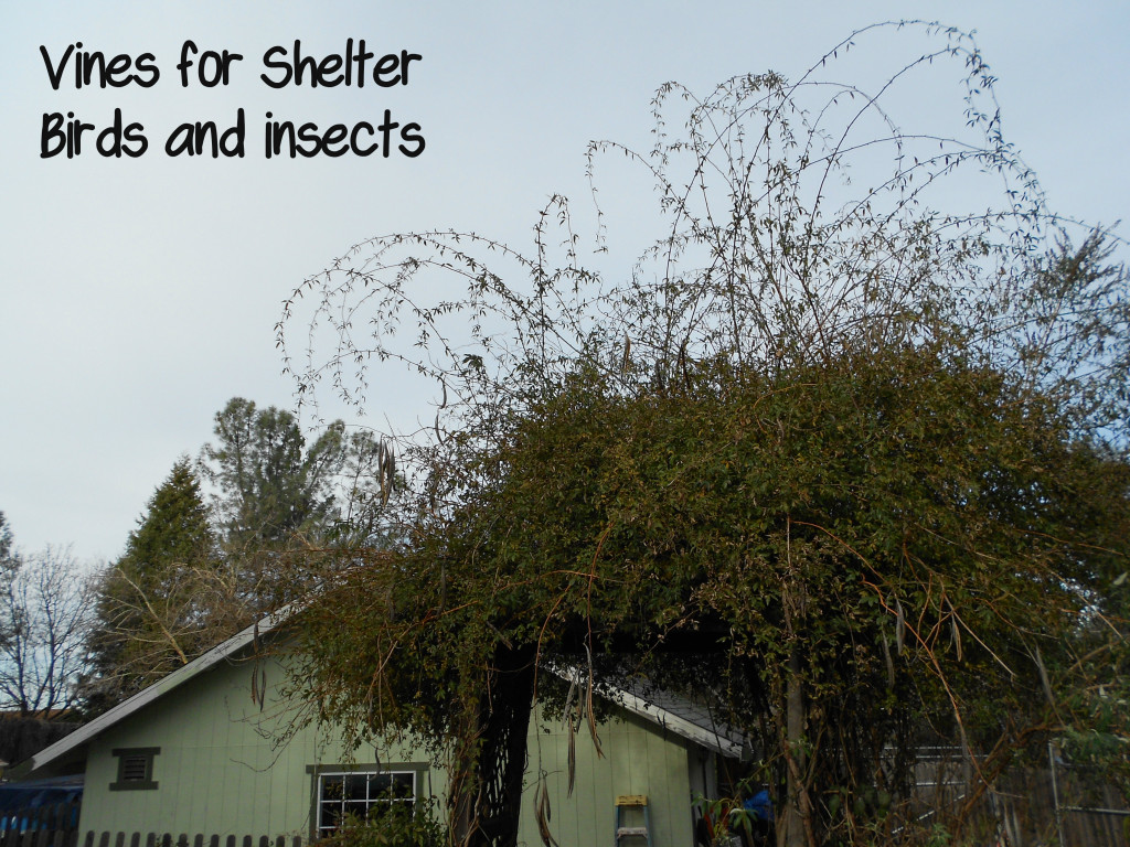 Vine Shelter for birds and insects @HBNatureStudy