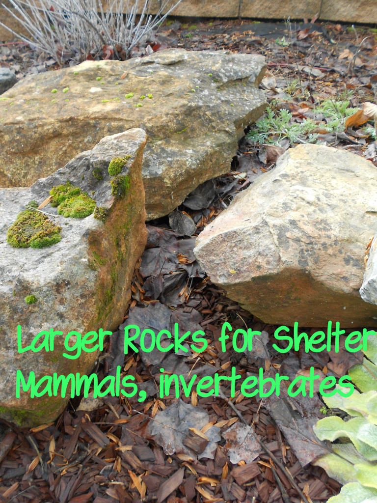 large rock shelter mammals invertebrates @HBNatureStudy