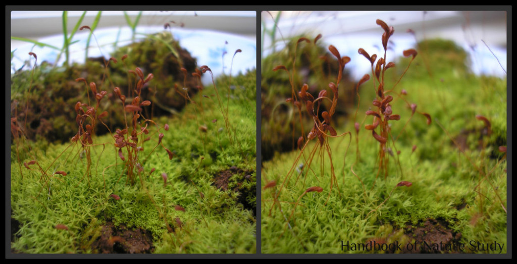 Moss and capsules up close @handbookofnaturestudy.blogspot.com