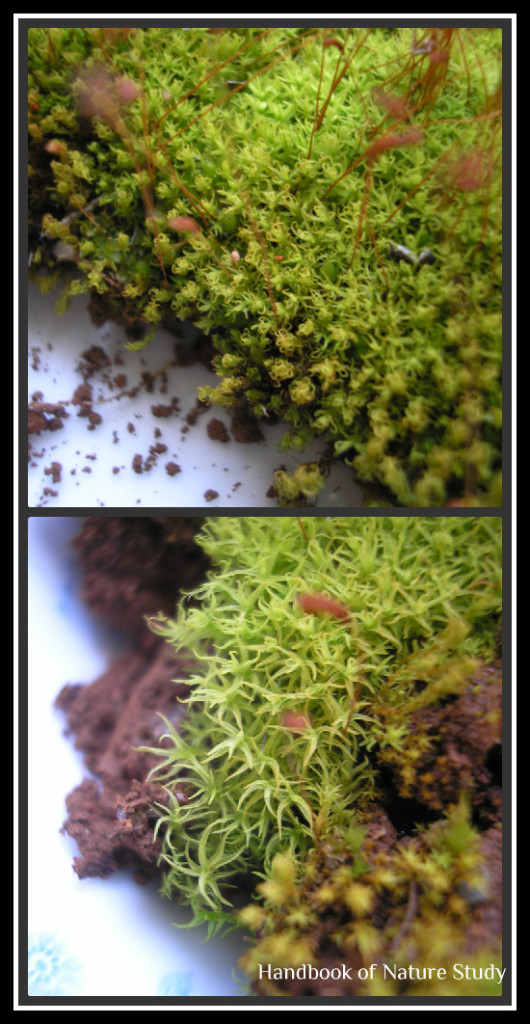 Moss up close @handbookofnaturestudy.blogspot.com