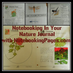 Notebooking+in+your+nature+journal+@handbookofnaturestudy.blogspot.com.jpg