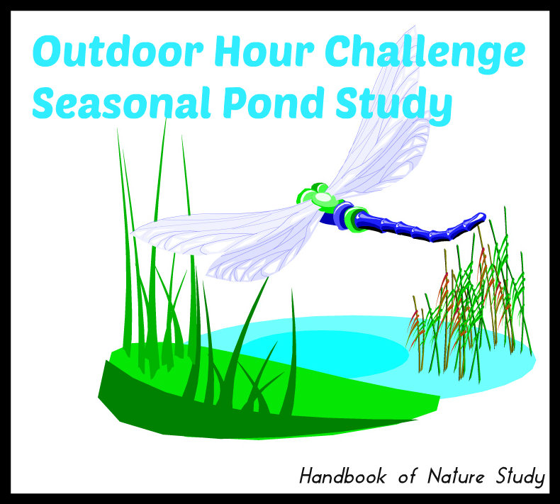 Outdoor Hour Challenge Seasonal Pond Study @handbookofnaturestudy
