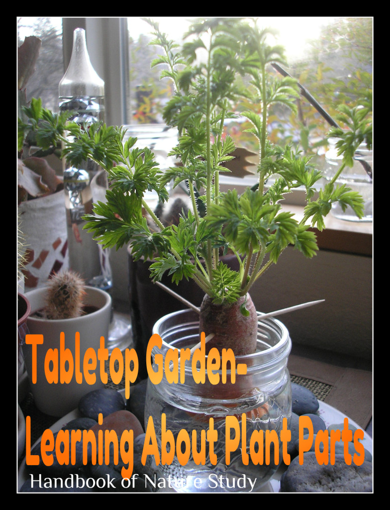 Tabletop-Garden-Nature-Study-@handbookofnaturestudy.blogspot.com