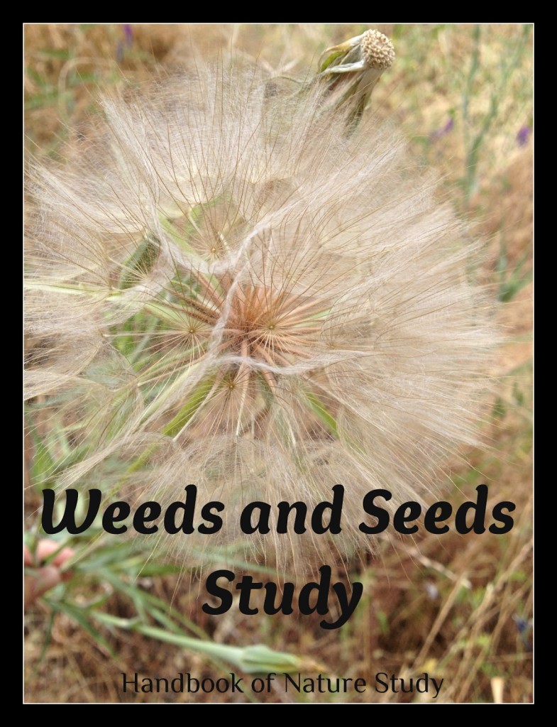 Weeds+and+Seeds+Study+@handbookofnaturestudy.blogspot.com.jpg