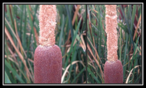 Cattail Close Up @handbookofnaturestudy.blogspot.com