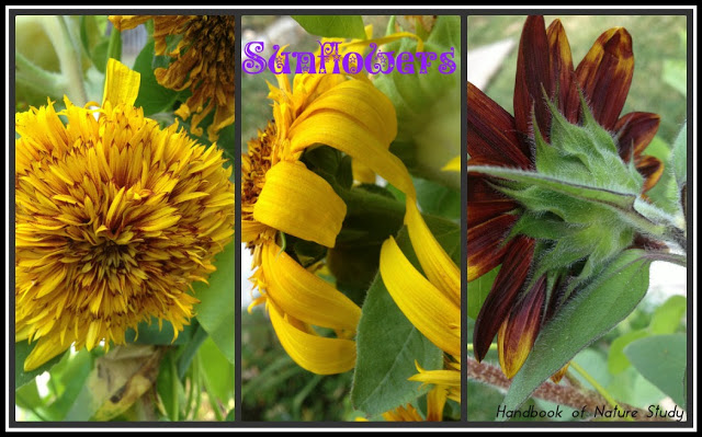 Sunflowers+patterns+in+the+garden+@handbookofnaturestudyblogspot.com.jpg