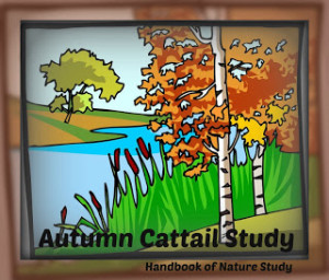 Autumn+Cattail+Study+@handbookofnaturestudy.blogspot.com.jpg