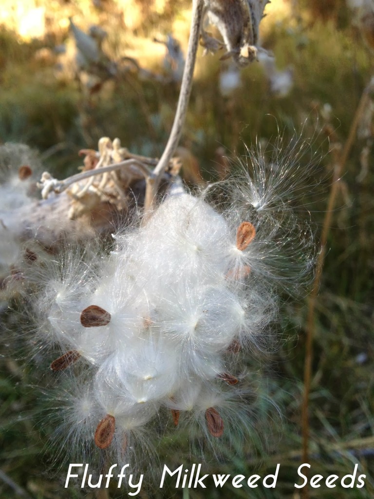 Milkweed+Seeds+autumn.jpg