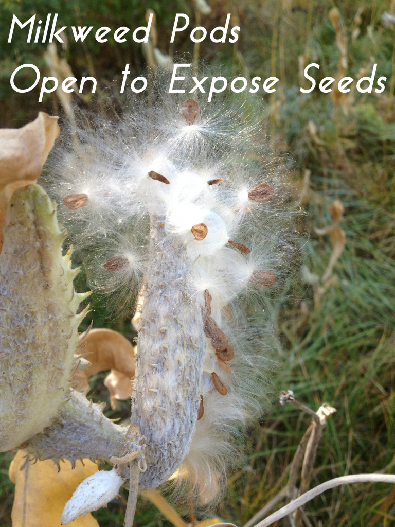 Milkweed pods open to expose seeds @handbookofnaturestudy.blogspot.com