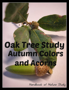 Oak+Tree+Study+Autumn+Colors+and+Acorns+@handbookofnaturestudy.blogspot.com.jpg