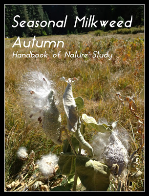 Seasonal+Milkweed+Autumn+@handbookofnaturestudy.blogspot.com.jpg