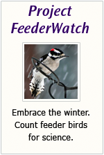 http://feederwatch.org/