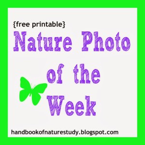 Nature Photo of The Week @handbookofnaturestudyblogspot.com