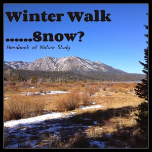 Winter Walk Snow Nature Study @handbookofnaturestudy.blogspot.com