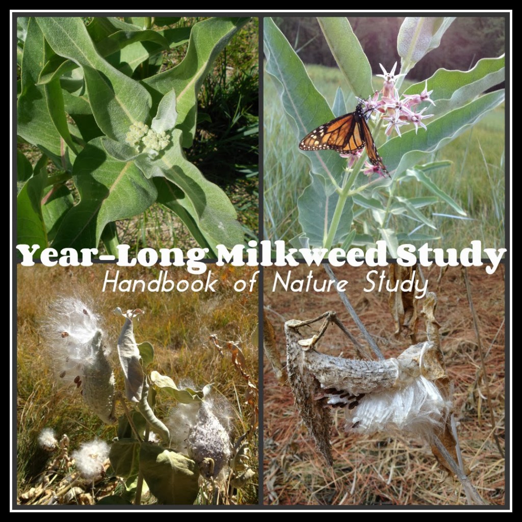Year+long+Milkweed+Study+@handbookofnaturestudy.blogspot.com.jpg