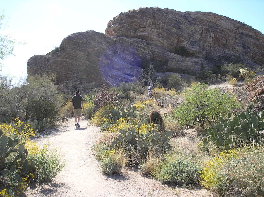 Saguaro National Park 11