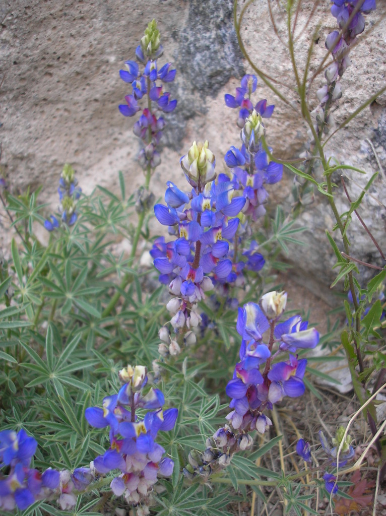 Saguaro National Park 7