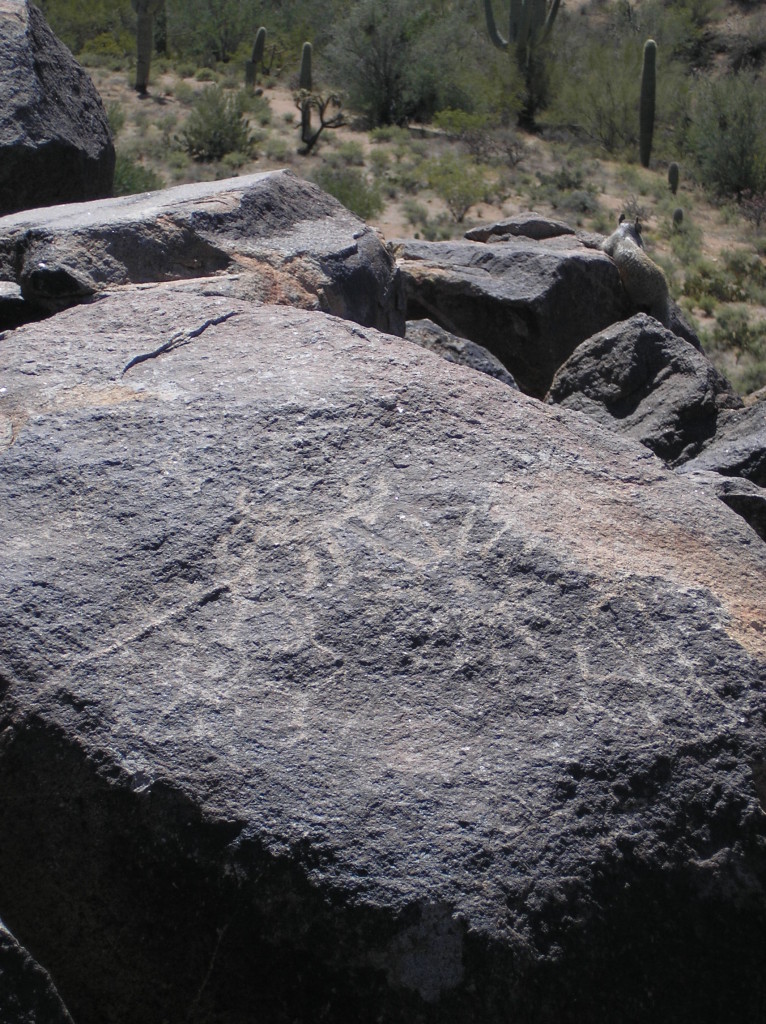 Saguaro National Park 10