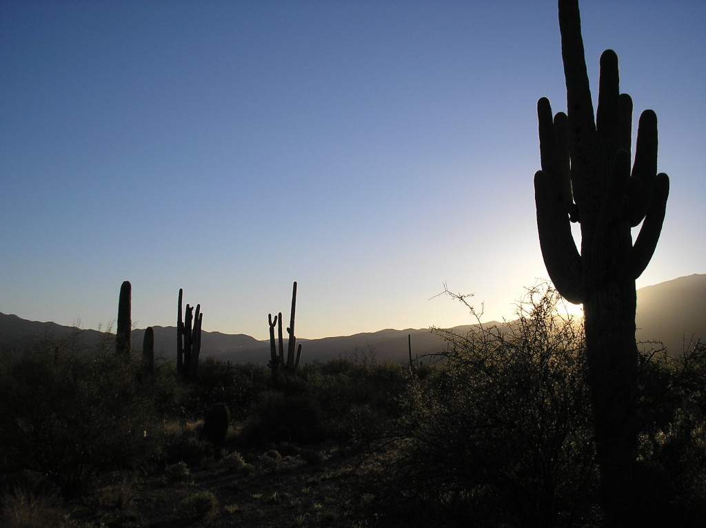 Saguaro National Park 18