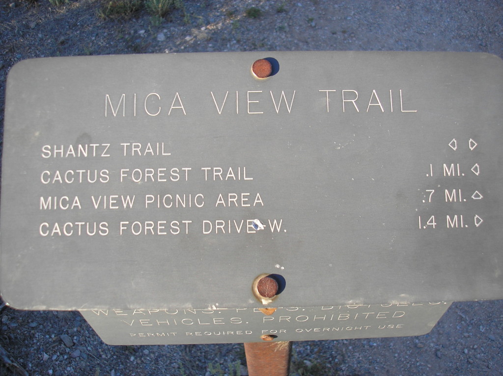 Mica View Trail Saguaro