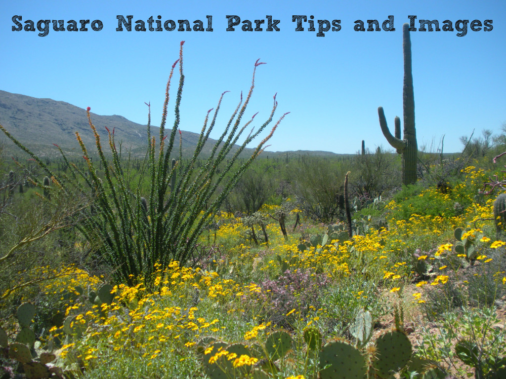 Saguaro National Park Tips and Images @handbookofnaturestudy