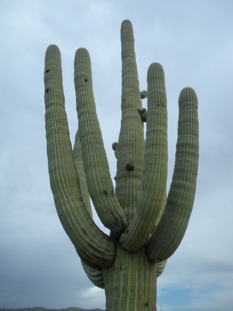 Saguaro National Park 1