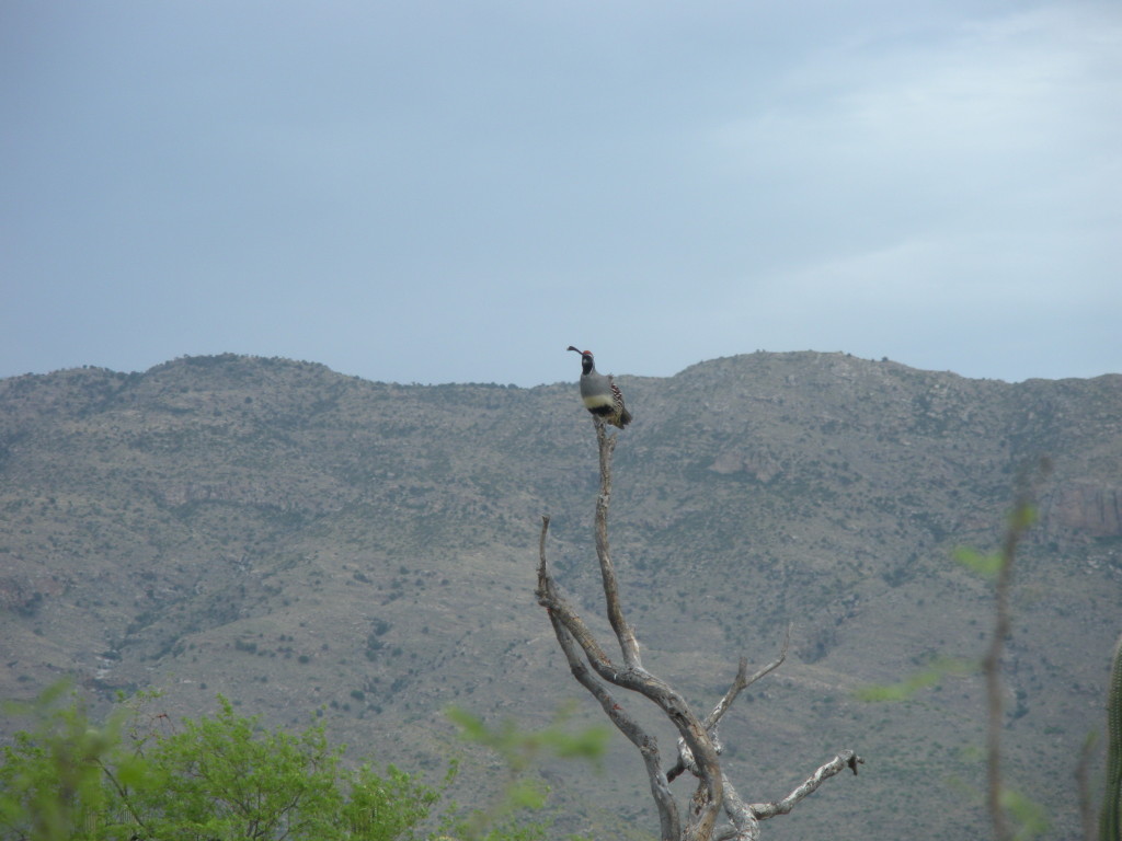 Saguaro National Park Gambel Quail 