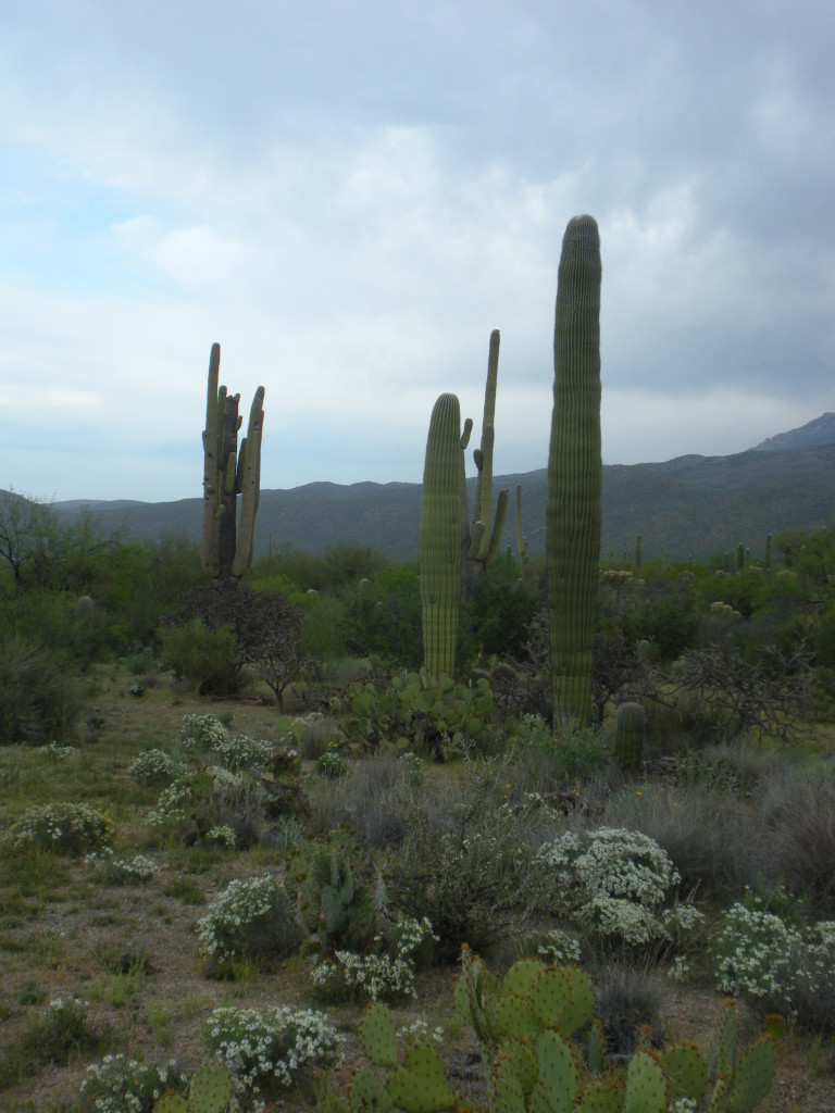 Saguaro National Park 2