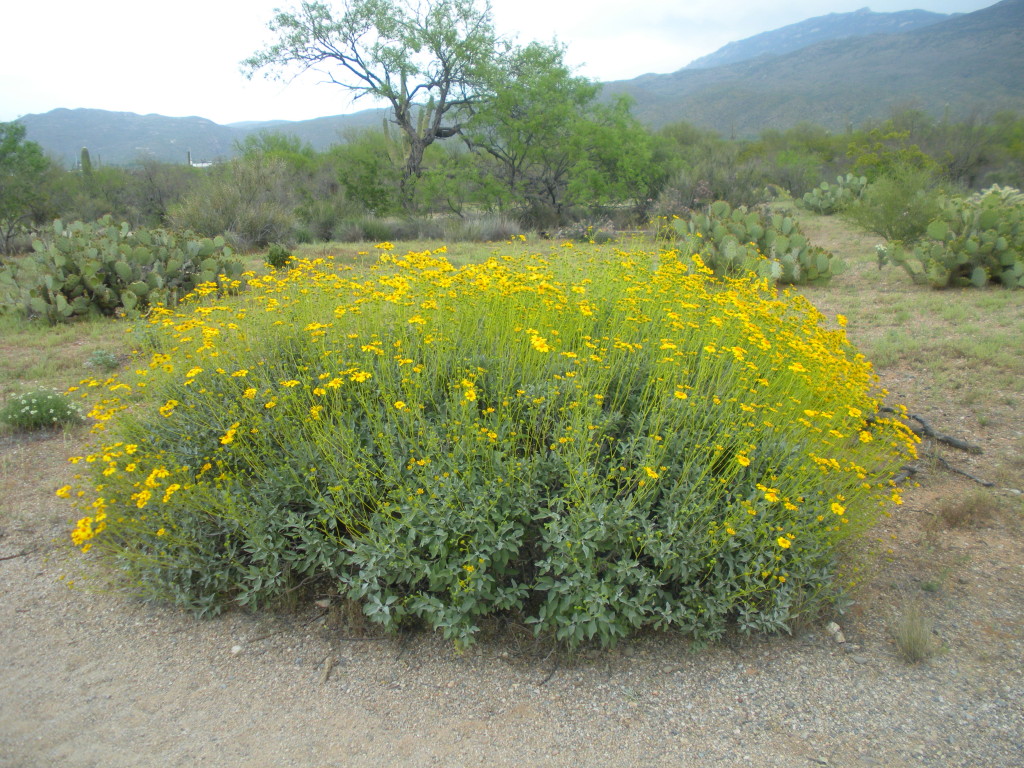 Saguaro National Park 16