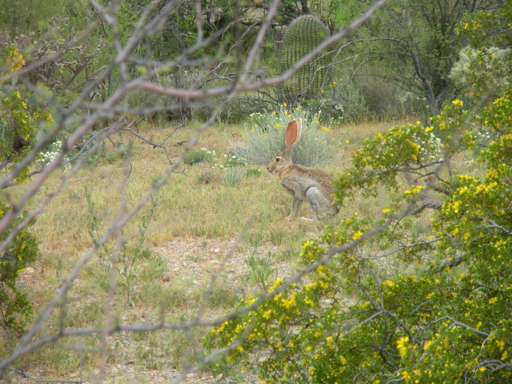 Saguaro National Park 12