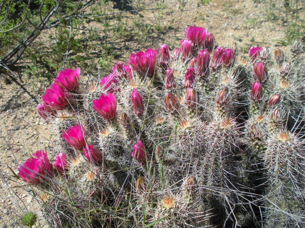 Saguaro National Park 5