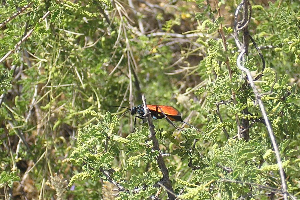 Saguaro National Park tarantula hawk