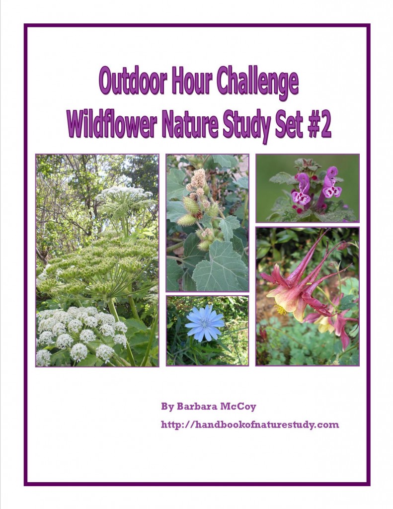 Wildflower Nature Study Set 2
