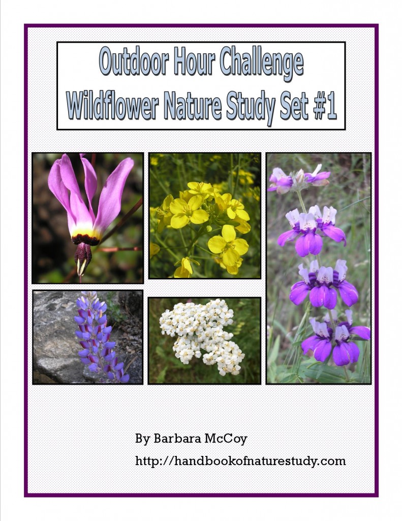 Wildflower Set 1 Cover Image