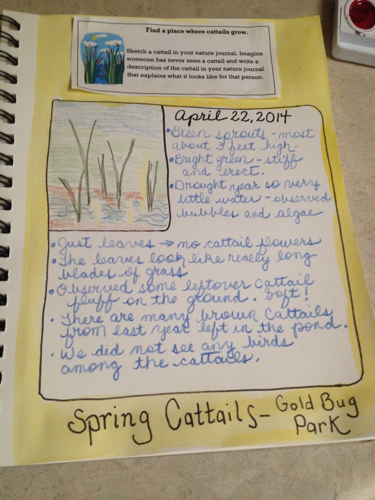 Spring Cattails Nature Topper Journal Page @handbookofnaturestudy