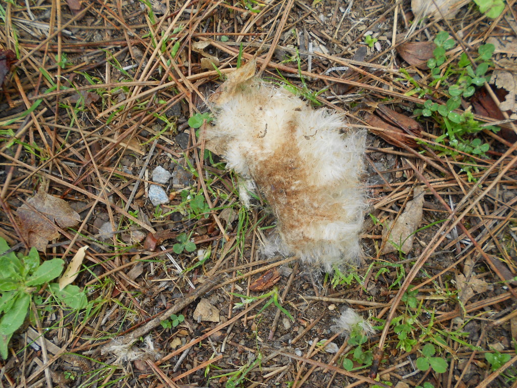 Cattail Fluff spring observations