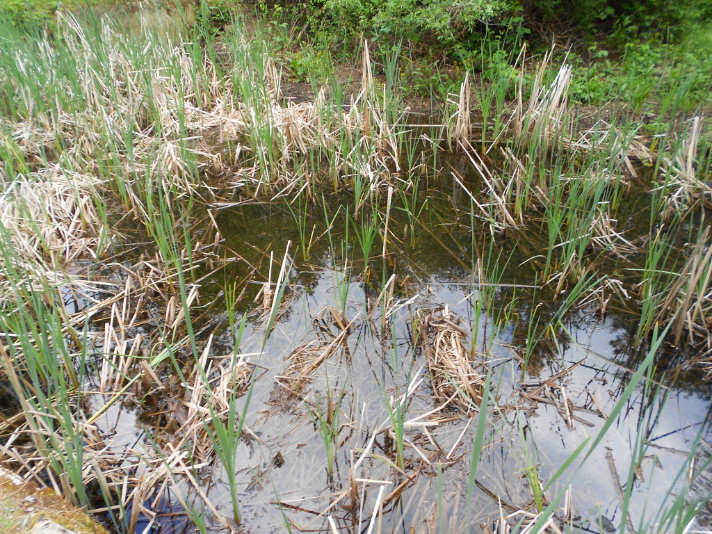 April 2014 Spring Cattail Observations