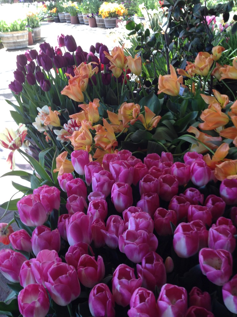 Tulips at Ironstone April 2014