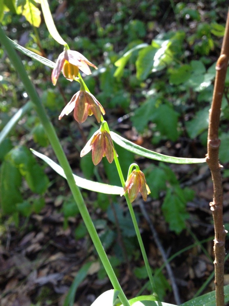 Brown Bells or Brown Fritillary April 2014 Natural bridge hike (6)