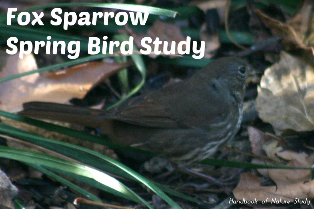 Fox sparrow spring bird study @handbookofnaturestudy