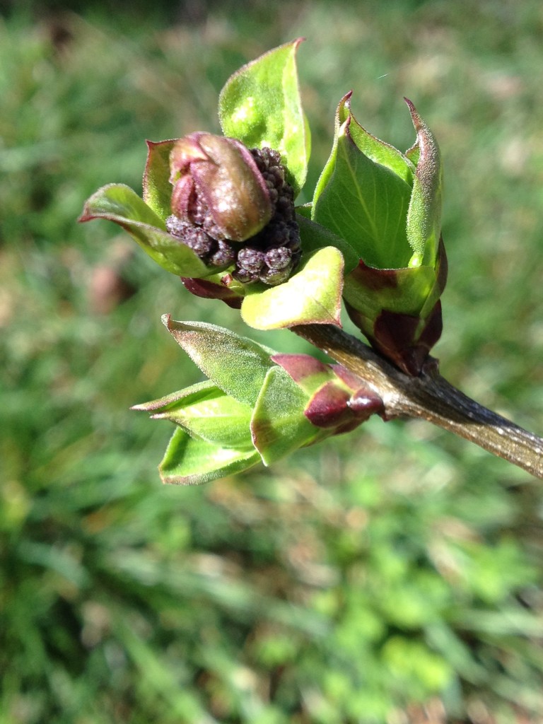 Spring Apple Tree Bud