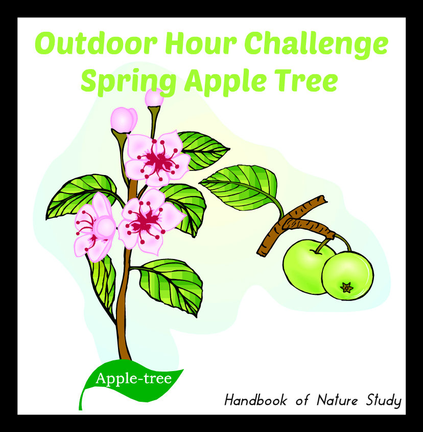 Outdoor Hour Challenge Spring Apple Tree @handbookofnaturestudy
