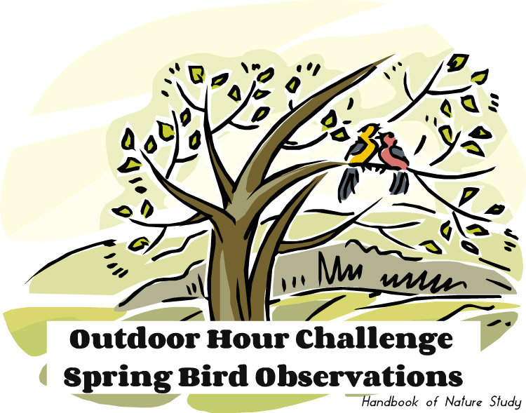 Outdoor Hour Challenge Spring Bird Observations @handbookofnaturestudy
