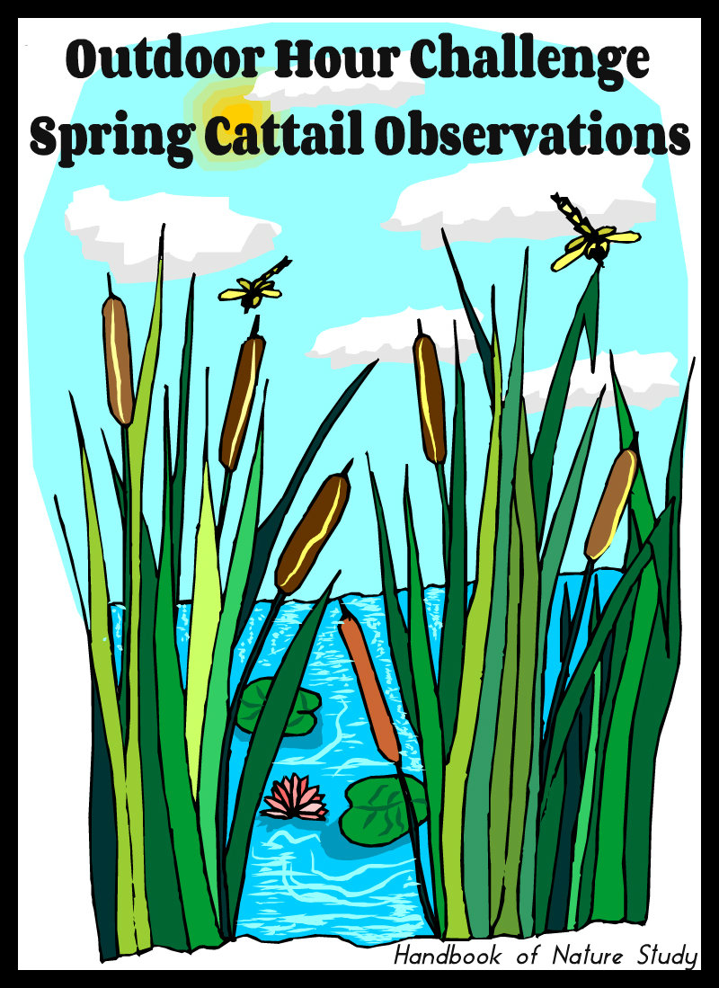 Outdoor Hour Challenge Spring Cattail Observations @handbookofnaturestudy
