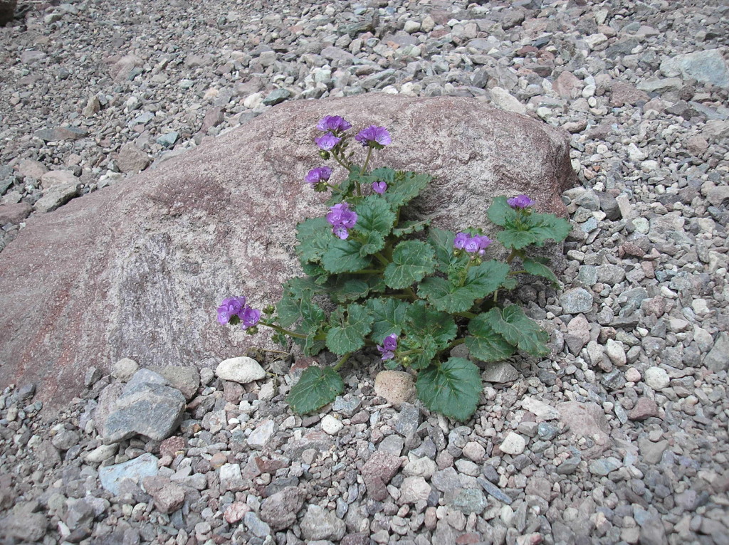 Death Valley Wildflowers