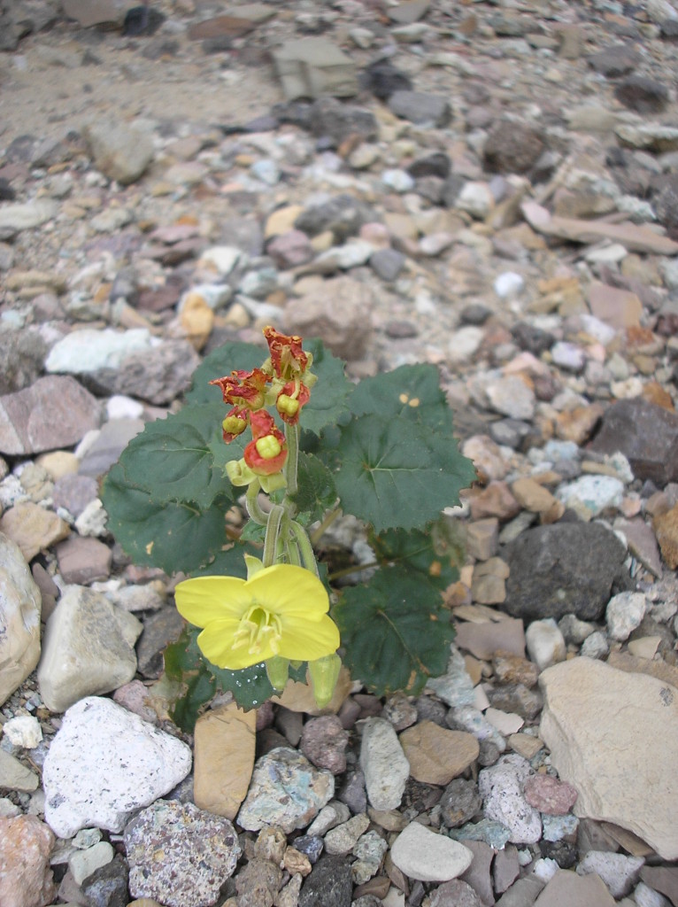 Death Valley Wildflowers Yellow