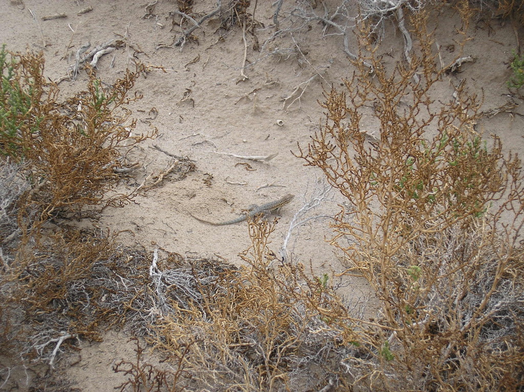 Death Valley Zebra Lizard