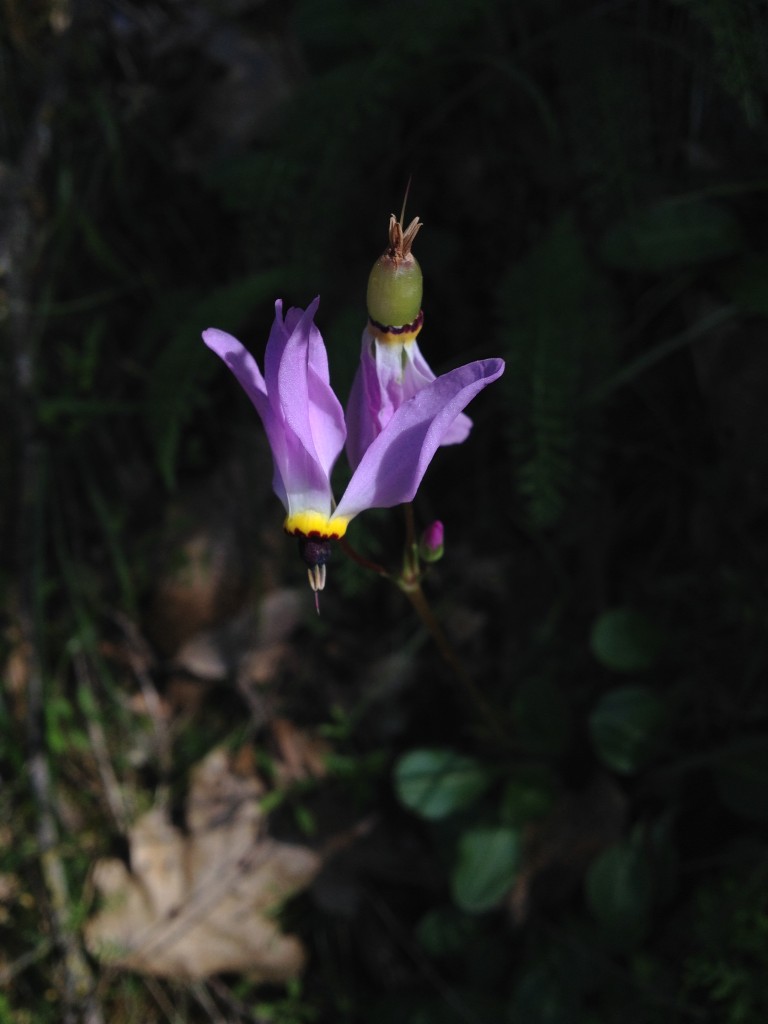 Shooting Stars Red Shack Wildflowers April 2014 (10)