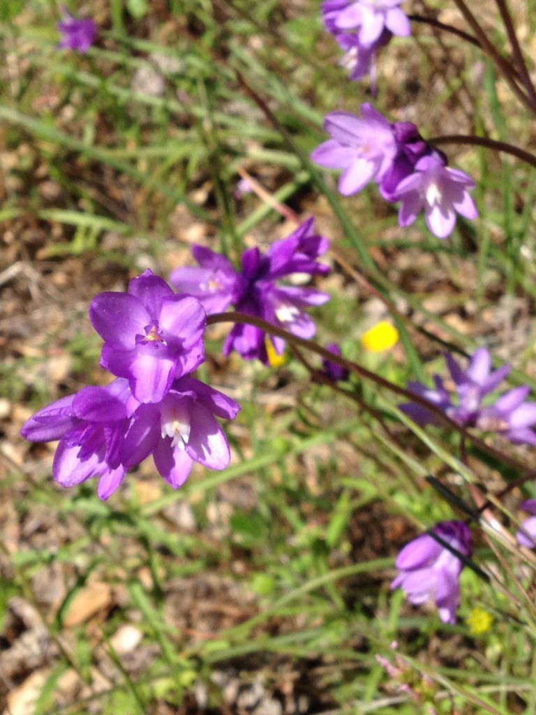 Blue Dicks Red Shack Wildflowers April 2014 (9)